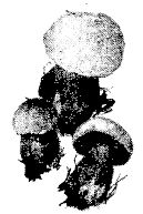 Иллюстрация к книге — Школа выживания. Как избежать голодной смерти [_96.jpg]