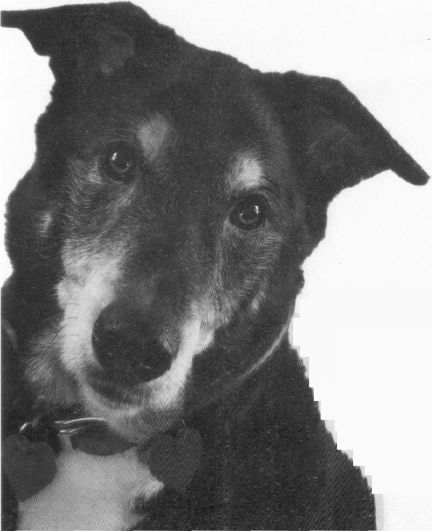 Иллюстрация к книге — Пес по имени Бу [i_002.jpg]