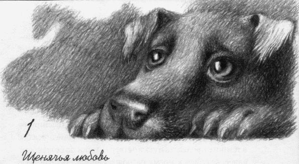 Иллюстрация к книге — Пес по имени Бу [i_003.jpg]