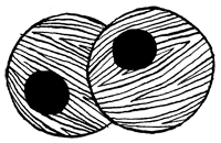 Иллюстрация к книге — Подземелья Дикого леса [i_061.png]