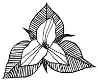 Иллюстрация к книге — Подземелья Дикого леса [i_084.png]