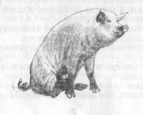 Иллюстрация к книге — Кепка с карасями [i_011.jpg]