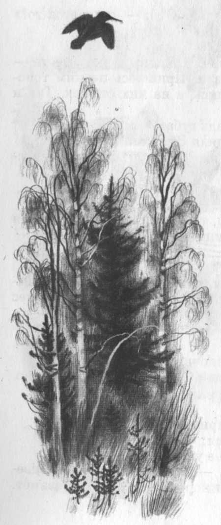 Иллюстрация к книге — Кепка с карасями [i_022.jpg]