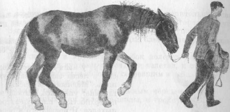 Иллюстрация к книге — Кепка с карасями [i_028.jpg]