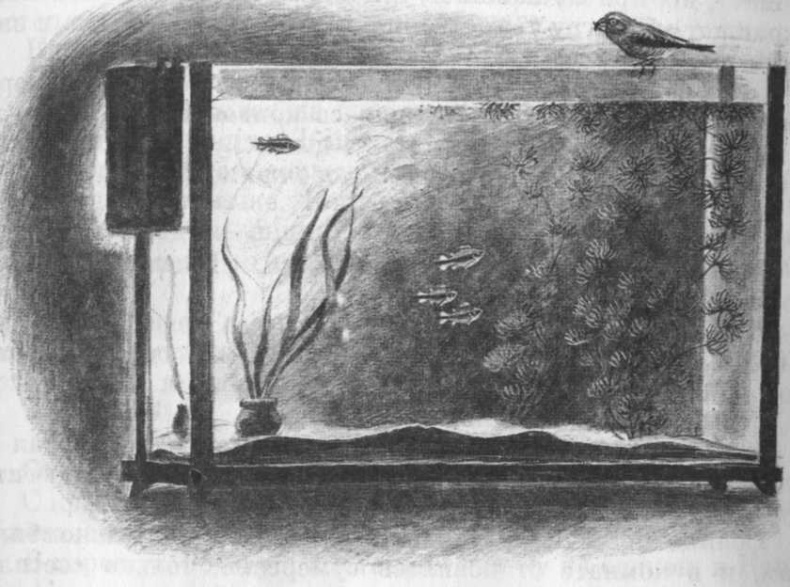 Иллюстрация к книге — Кепка с карасями [i_040.jpg]