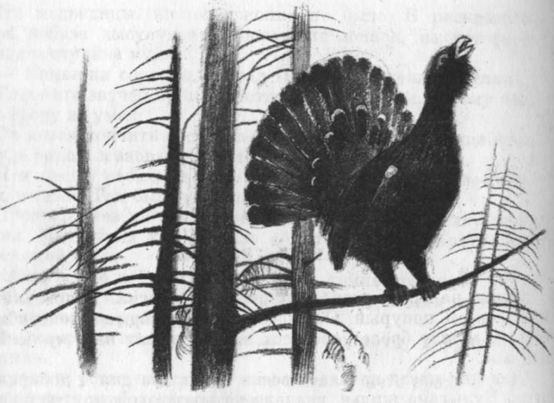 Иллюстрация к книге — Кепка с карасями [i_050.jpg]