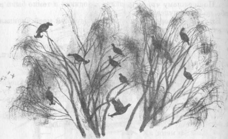 Иллюстрация к книге — Кепка с карасями [i_051.jpg]