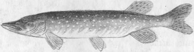 Иллюстрация к книге — Кепка с карасями [i_053.jpg]