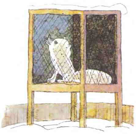 Иллюстрация к книге — Недопёсок [i_035.jpg]