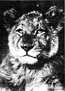 Иллюстрация к книге — Не для взрослых. Время читать! [Autogen_eBook_id81.jpg]