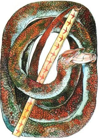 Иллюстрация к книге — Бабушка удава [i_037.jpg]