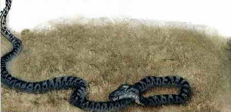 Иллюстрация к книге — Кошмарные ужасы [i_042.jpg]