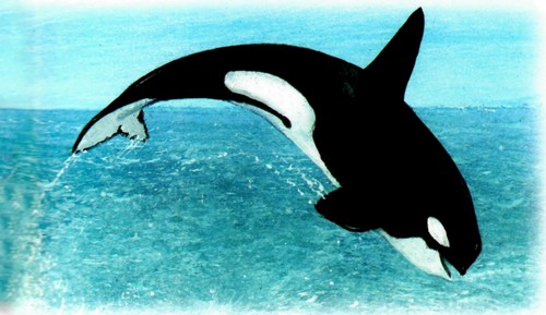 Иллюстрация к книге — Приключения «Котобоя» [i_026.jpg]