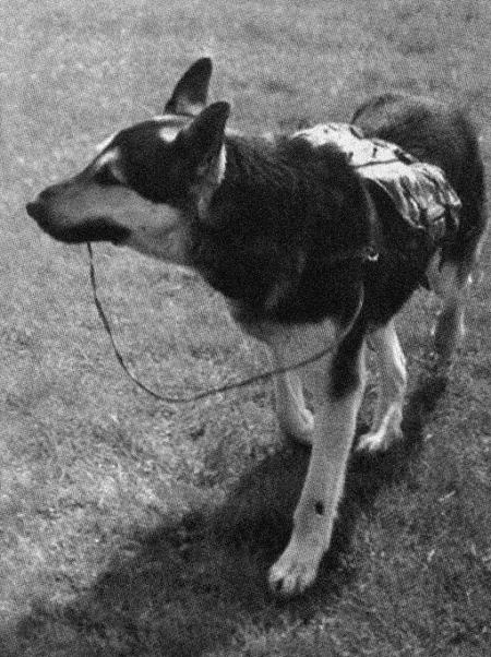 Иллюстрация к книге — Солдат по кличке Рекс [i_003.jpg]