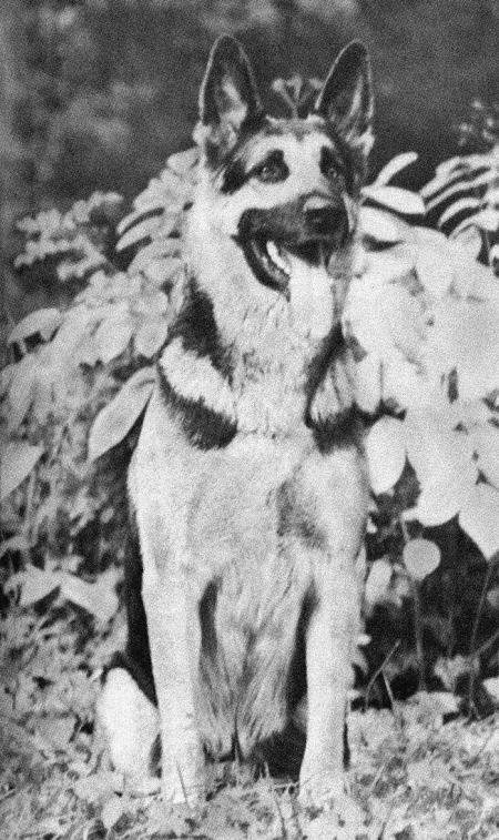 Иллюстрация к книге — Солдат по кличке Рекс [i_014.jpg]