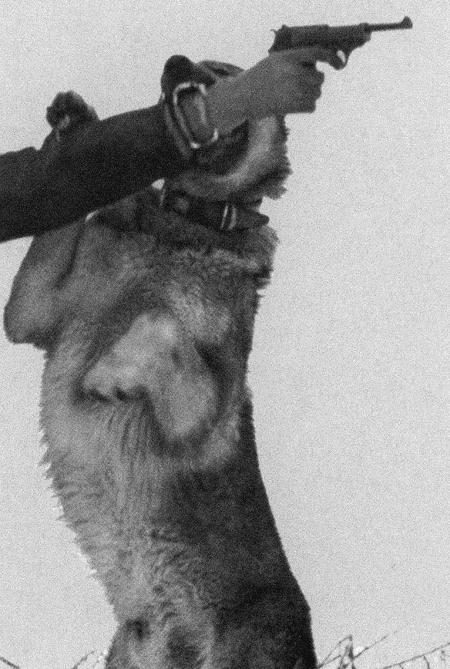 Иллюстрация к книге — Солдат по кличке Рекс [i_018.jpg]