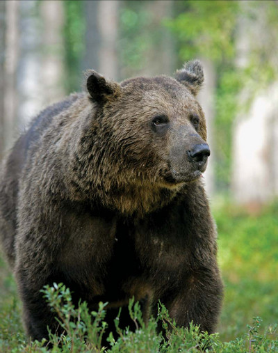 Иллюстрация к книге — Мохнатый бог [i_003.jpg]