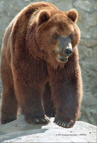 Иллюстрация к книге — Мохнатый бог [i_009.jpg]