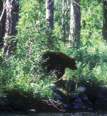 Иллюстрация к книге — Мохнатый бог [i_011.jpg]