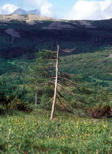 Иллюстрация к книге — Мохнатый бог [i_032.jpg]