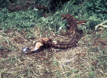 Иллюстрация к книге — Мохнатый бог [i_034.jpg]