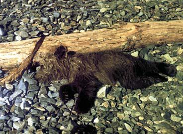 Иллюстрация к книге — Мохнатый бог [i_041.jpg]