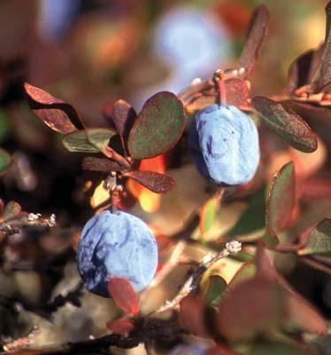 Иллюстрация к книге — Мохнатый бог [i_044.jpg]