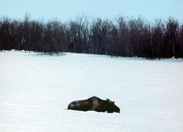 Иллюстрация к книге — Мохнатый бог [i_045.jpg]