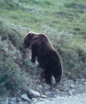 Иллюстрация к книге — Мохнатый бог [i_054.jpg]