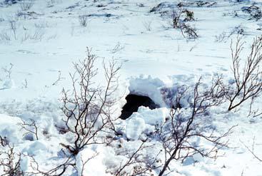 Иллюстрация к книге — Мохнатый бог [i_065.jpg]