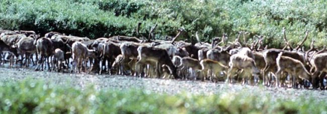 Иллюстрация к книге — Мохнатый бог [i_076.jpg]