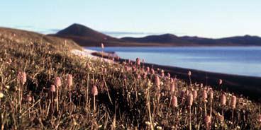 Иллюстрация к книге — Мохнатый бог [i_078.jpg]