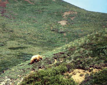 Иллюстрация к книге — Мохнатый бог [i_080.jpg]