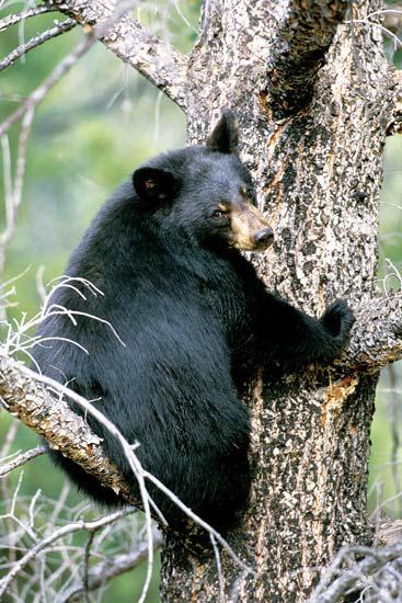 Иллюстрация к книге — Мохнатый бог [i_083.jpg]