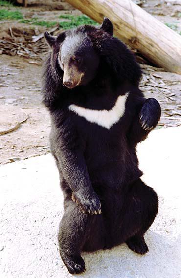 Иллюстрация к книге — Мохнатый бог [i_084.jpg]