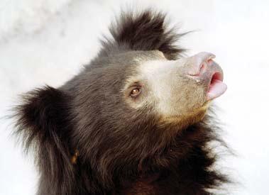 Иллюстрация к книге — Мохнатый бог [i_089.jpg]