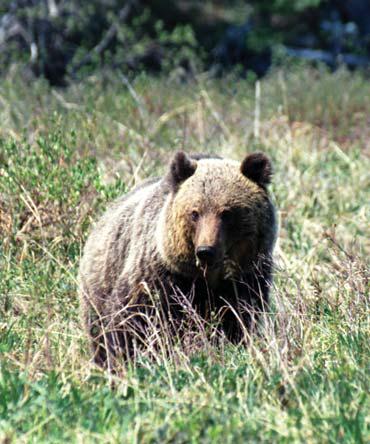 Иллюстрация к книге — Мохнатый бог [i_093.jpg]