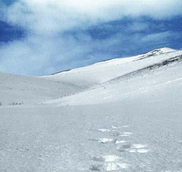 Иллюстрация к книге — Мохнатый бог [i_147.jpg]