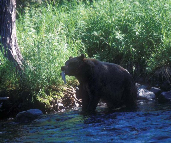 Иллюстрация к книге — Мохнатый бог [i_155.jpg]