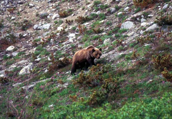 Иллюстрация к книге — Мохнатый бог [i_169.jpg]