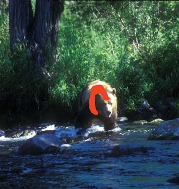 Иллюстрация к книге — Мохнатый бог [i_174.jpg]