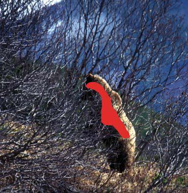 Иллюстрация к книге — Мохнатый бог [i_176.jpg]