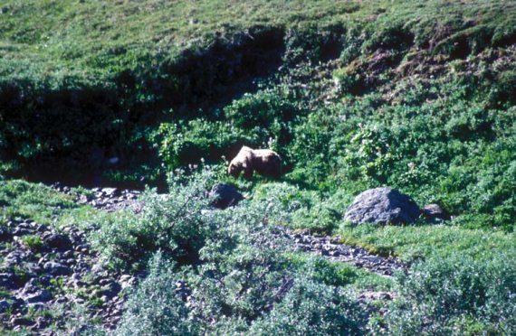 Иллюстрация к книге — Мохнатый бог [i_200.jpg]