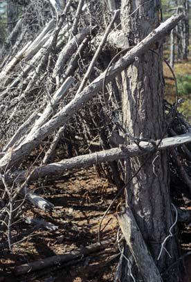 Иллюстрация к книге — Мохнатый бог [i_212.jpg]