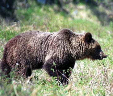 Иллюстрация к книге — Мохнатый бог [i_222.jpg]