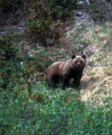 Иллюстрация к книге — Мохнатый бог [i_225.jpg]