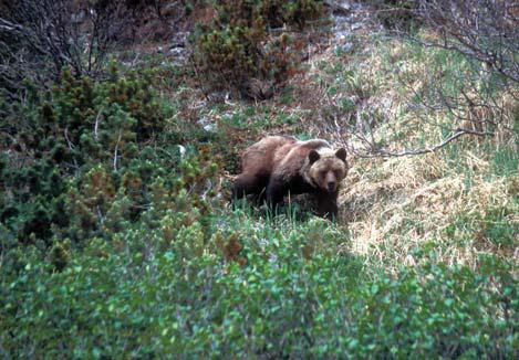Иллюстрация к книге — Мохнатый бог [i_226.jpg]