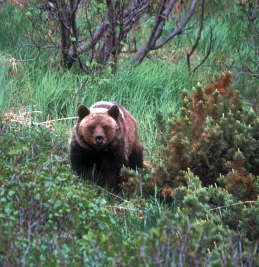 Иллюстрация к книге — Мохнатый бог [i_241.jpg]