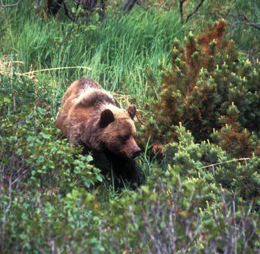 Иллюстрация к книге — Мохнатый бог [i_250.jpg]