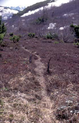 Иллюстрация к книге — Мохнатый бог [i_257.jpg]